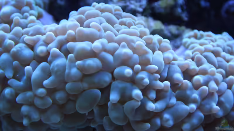 Besatz im Aquarium 250l Meerwasser Becken von Deadfox (3)