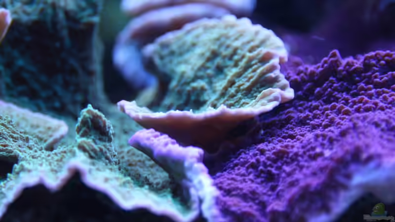 Besatz im Aquarium 250l Meerwasser Becken von Deadfox (4)