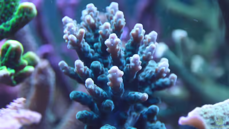 Besatz im Aquarium 250l Meerwasser Becken von Deadfox (5)