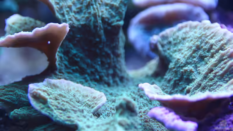 Besatz im Aquarium 250l Meerwasser Becken von Deadfox (6)