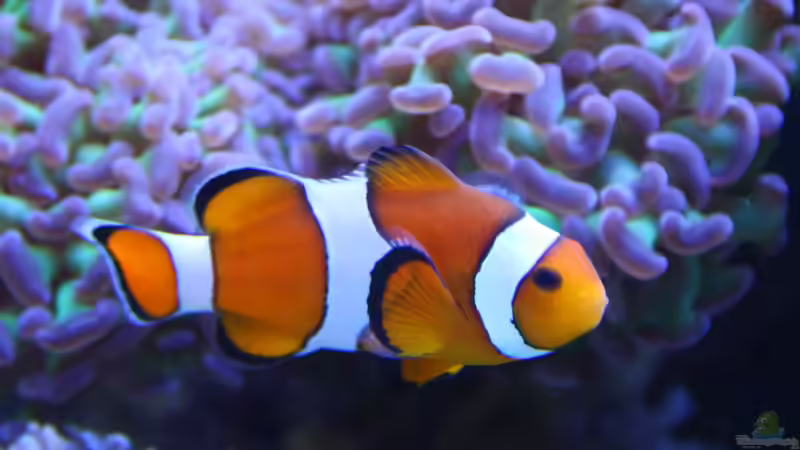 Besatz im Aquarium 250l Meerwasser Becken von Deadfox (7)