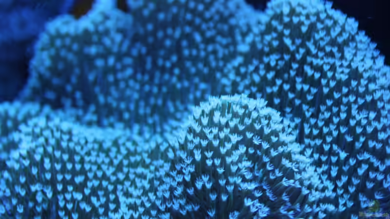 Besatz im Aquarium 250l Meerwasser Becken von Deadfox (9)