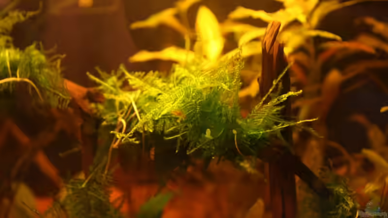 Besatz im Aquarium 25l Boraras von A. Twele (7)