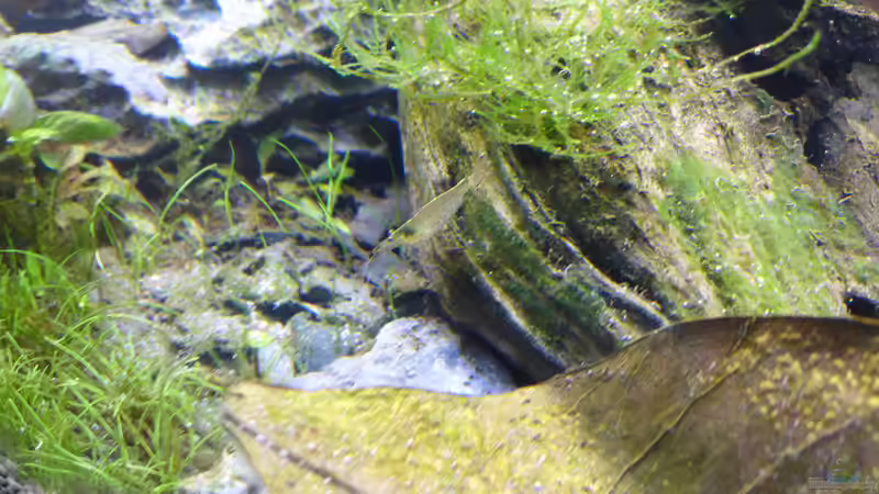 Besatz im Aquarium 2nd floor von Dreadnought (30)