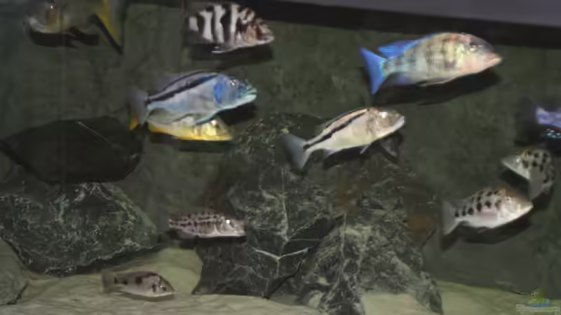 Besatz im Aquarium 3-2-1-meins von g-dopt (10)