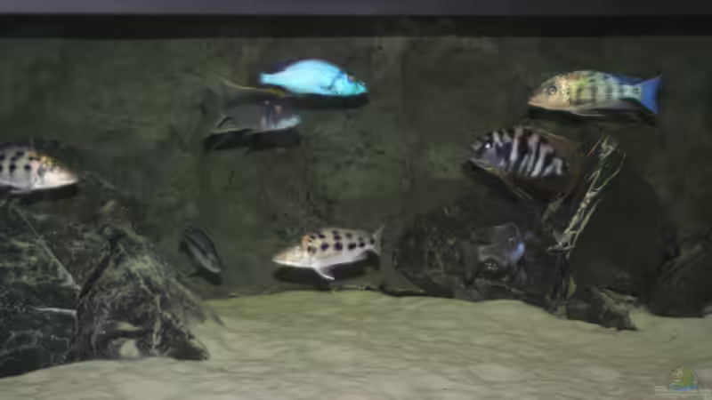 Besatz im Aquarium 3-2-1-meins von g-dopt (11)