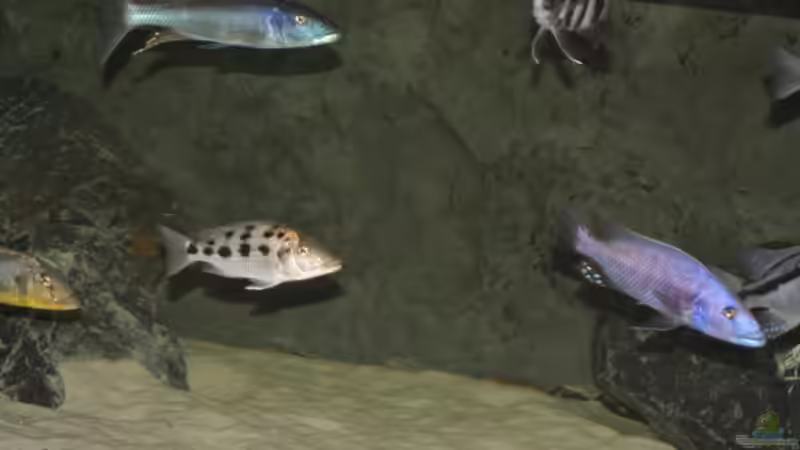 Besatz im Aquarium 3-2-1-meins von g-dopt (9)