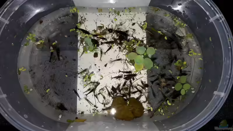 Besatz im Aquarium 300l Amazonasfluss von Vitus Vitus (6)