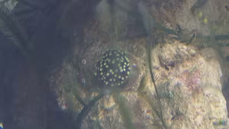 Besatz im Aquarium 300L44 von Patrick Fisch (16)