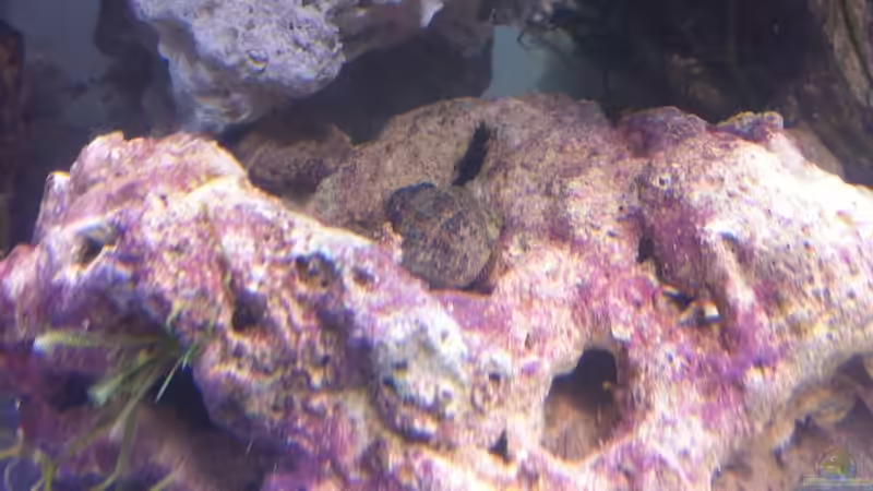 Besatz im Aquarium 300L44 von Patrick Fisch (18)