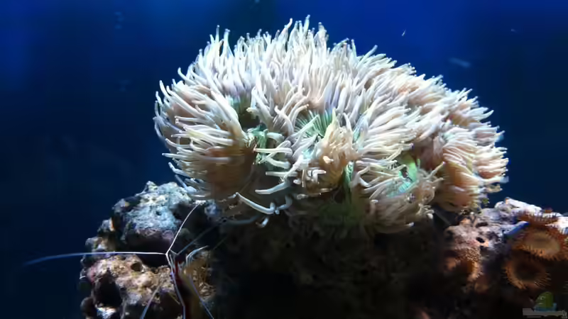 Besatz im Aquarium 300L44 von Patrick Fisch (20)