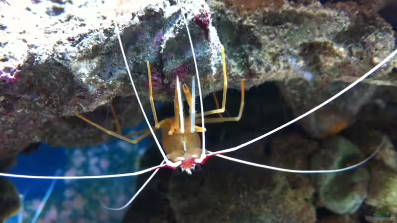 Besatz im Aquarium 300L44 von Patrick Fisch (23)