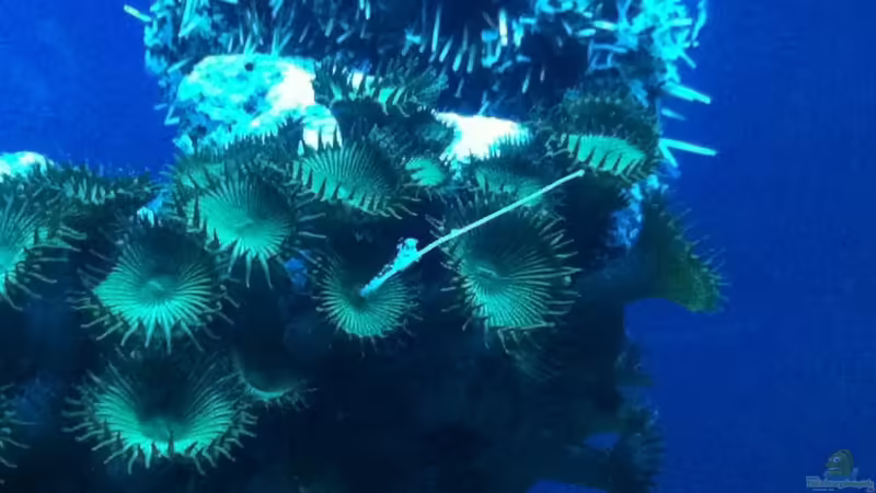 Besatz im Aquarium 300L44 von Patrick Fisch (24)