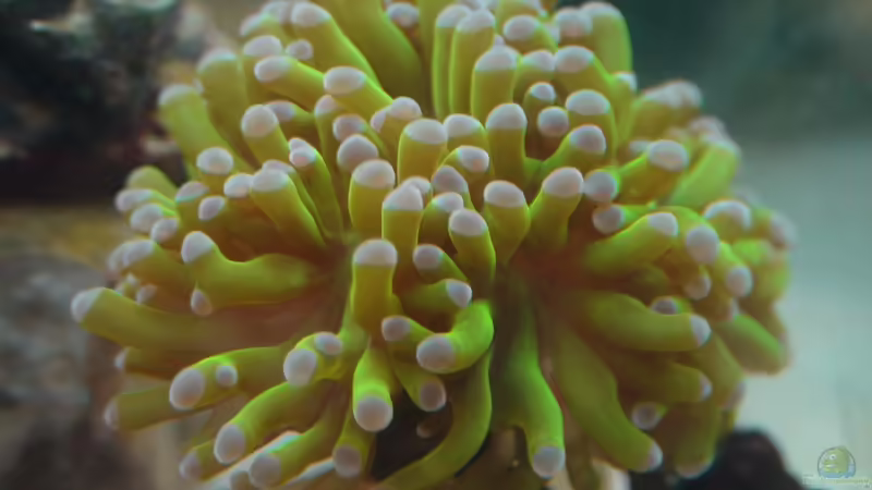 Besatz im Aquarium 30l Meerwasser von Snipi (10)