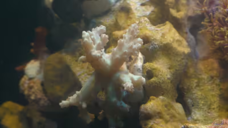 Besatz im Aquarium 30l Meerwasser von Snipi (12)