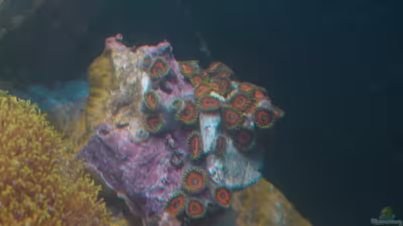 Besatz im Aquarium 30l Meerwasser von Snipi (15)