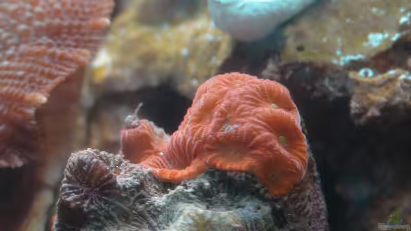 Besatz im Aquarium 30l Meerwasser von Snipi (16)