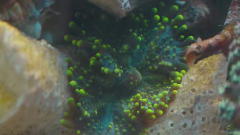 Besatz im Aquarium 30l Meerwasser von Snipi (18)