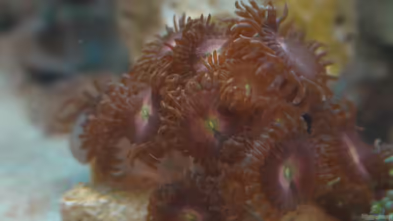 Besatz im Aquarium 30l Meerwasser von Snipi (3)