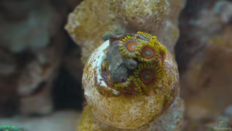 Besatz im Aquarium 30l Meerwasser von Snipi (5)