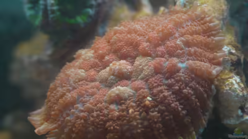 Besatz im Aquarium 30l Meerwasser von Snipi (7)