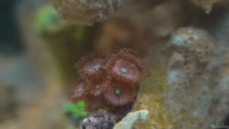 Besatz im Aquarium 30l Meerwasser von Snipi (8)