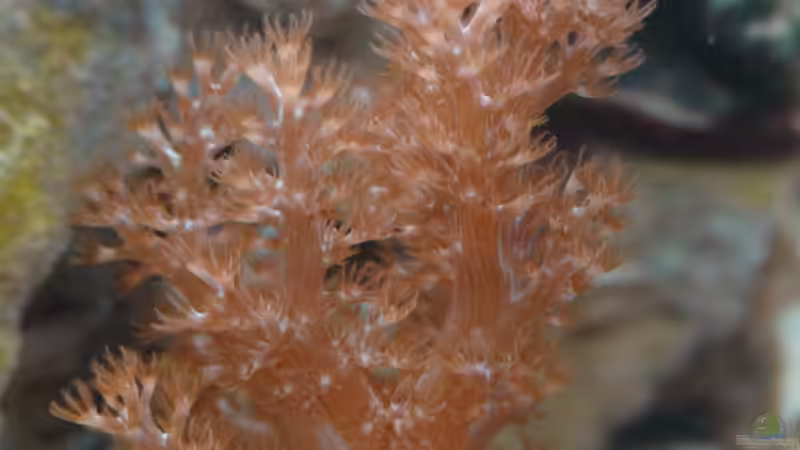 Besatz im Aquarium 30l Meerwasser von Snipi (9)