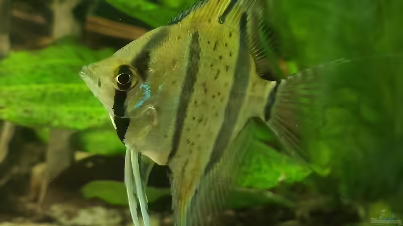 Besatz im Aquarium 350 liter Rio nanay Skalare und Welse von Stevo069 (10)