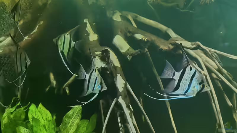 Besatz im Aquarium 350 liter Rio nanay Skalare und Welse von Stevo069 (13)