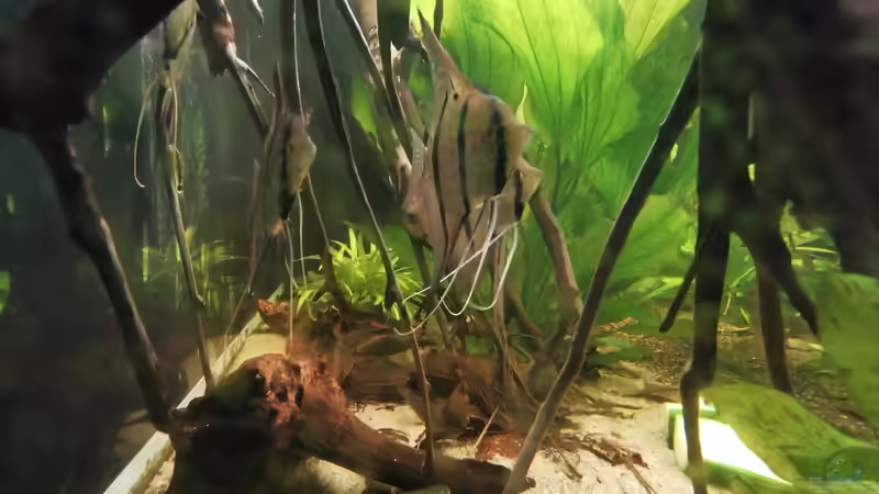 Besatz im Aquarium 350 liter Rio nanay Skalare und Welse von Stevo069 (16)