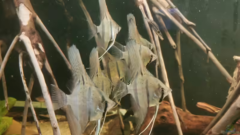 Besatz im Aquarium 350 liter Rio nanay Skalare und Welse von Stevo069 (22)