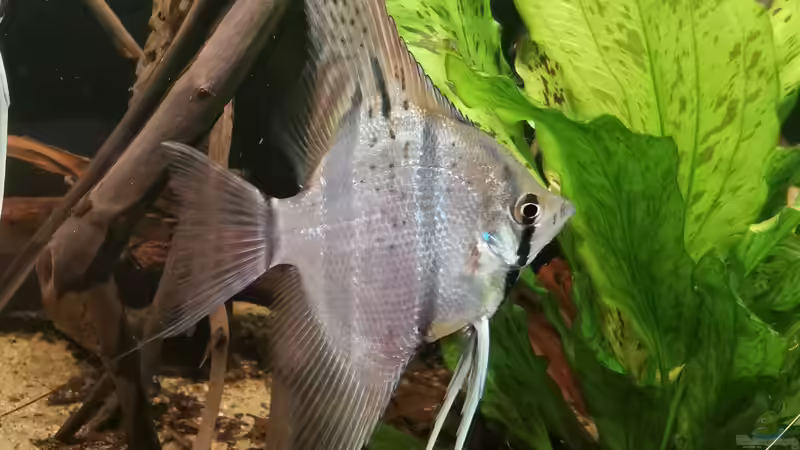 Besatz im Aquarium 350 liter Rio nanay Skalare und Welse von Stevo069 (23)