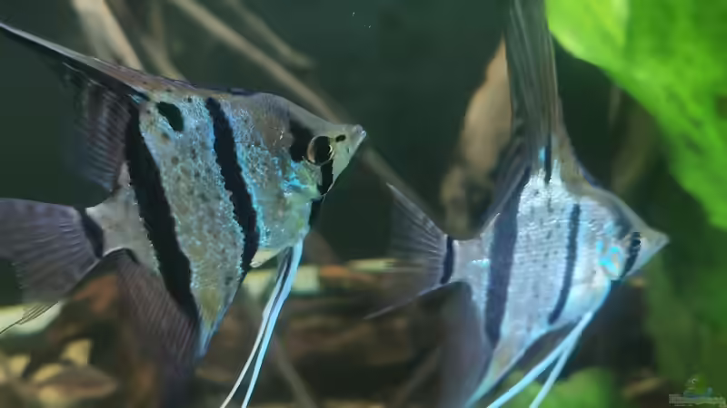 Besatz im Aquarium 350 liter Rio nanay Skalare und Welse von Stevo069 (23)
