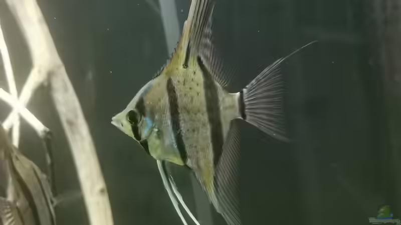 Besatz im Aquarium 350 liter Rio nanay Skalare und Welse von Stevo069 (24)