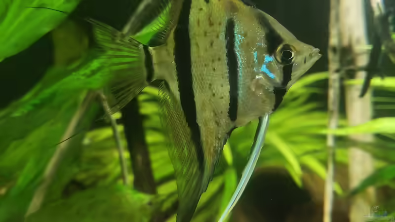 Besatz im Aquarium 350 liter Rio nanay Skalare und Welse von Stevo069 (25)