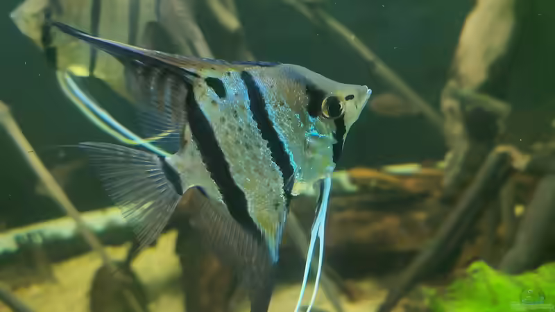 Besatz im Aquarium 350 liter Rio nanay Skalare und Welse von Stevo069 (25)
