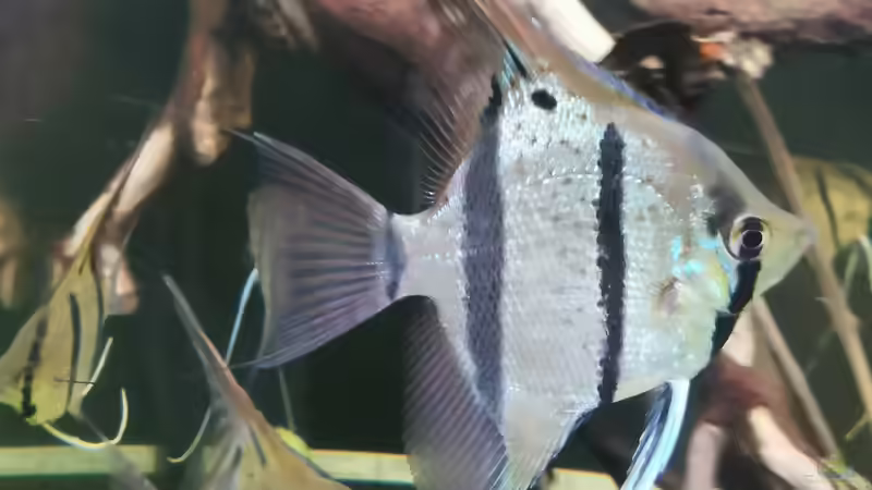 Besatz im Aquarium 350 liter Rio nanay Skalare und Welse von Stevo069 (26)