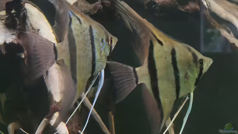 Besatz im Aquarium 350 liter Rio nanay Skalare und Welse von Stevo069 (30)