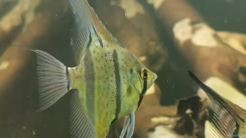 Besatz im Aquarium 350 liter Rio nanay Skalare und Welse von Stevo069 (31)