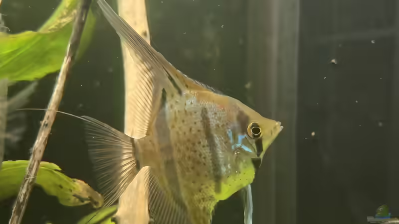 Besatz im Aquarium 350 liter Rio nanay Skalare und Welse von Stevo069 (32)