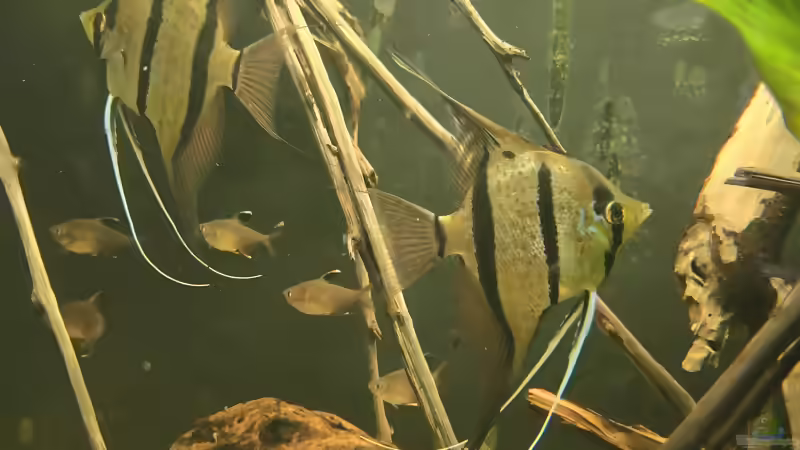 Besatz im Aquarium 350 liter Rio nanay Skalare und Welse von Stevo069 (33)