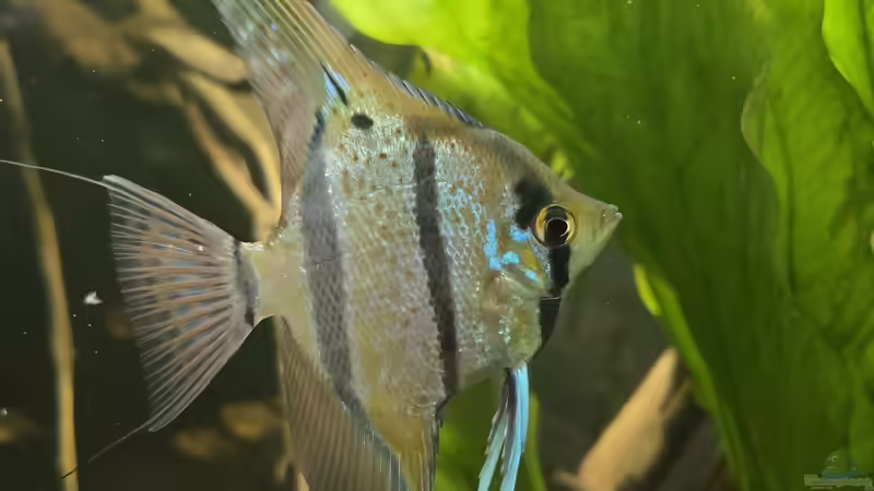Besatz im Aquarium 350 liter Rio nanay Skalare und Welse von Stevo069 (34)