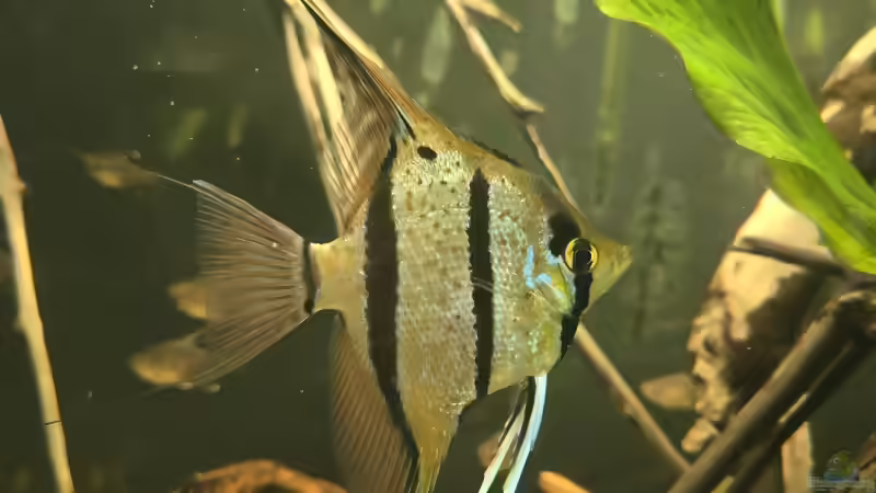 Besatz im Aquarium 350 liter Rio nanay Skalare und Welse von Stevo069 (35)