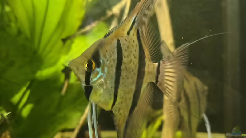 Besatz im Aquarium 350 liter Rio nanay Skalare und Welse von Stevo069 (36)