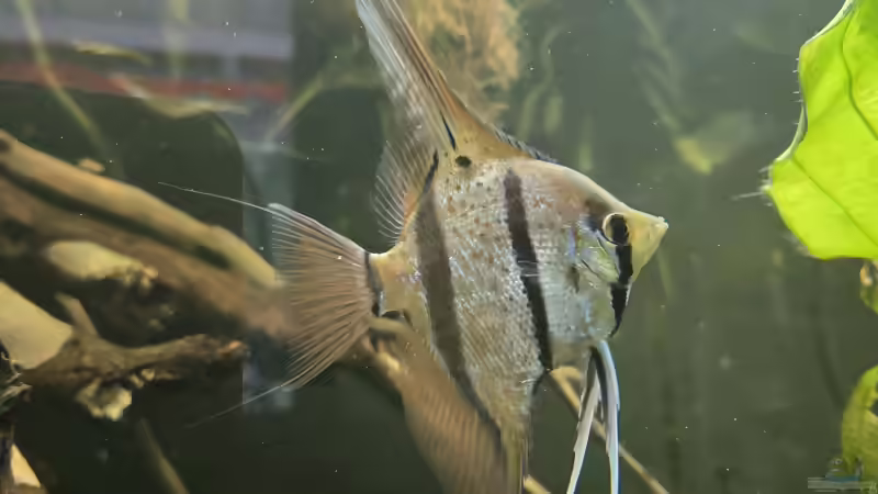 Besatz im Aquarium 350 liter Rio nanay Skalare und Welse von Stevo069 (37)