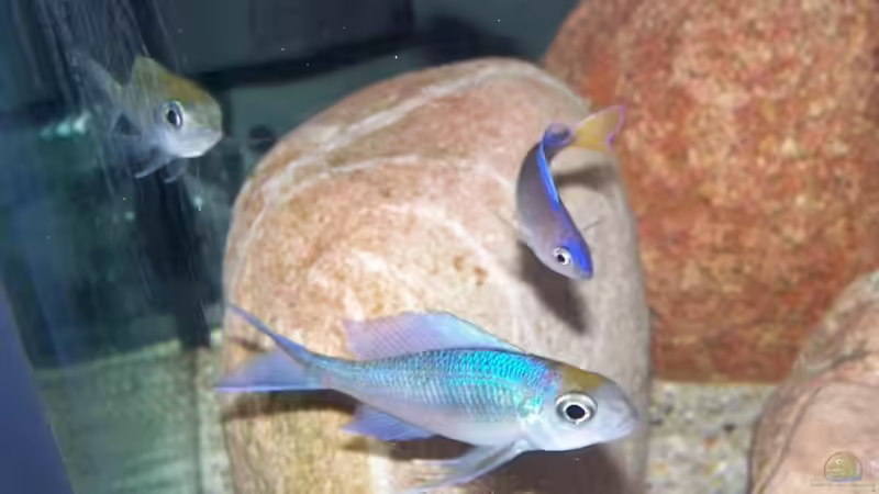 Besatz im Aquarium 360 Liter Tanganjika von Maik83 (2)