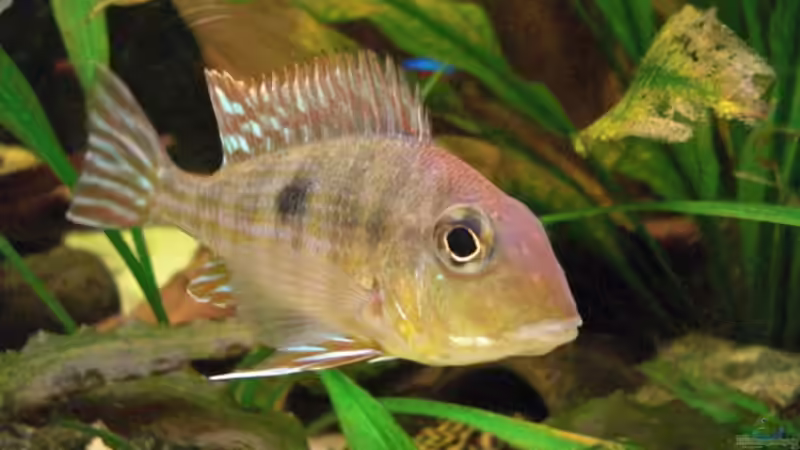 Besatz im Aquarium 360L - Altums (nur noch als Beispiel) von Amazonasbecken.eu (19)