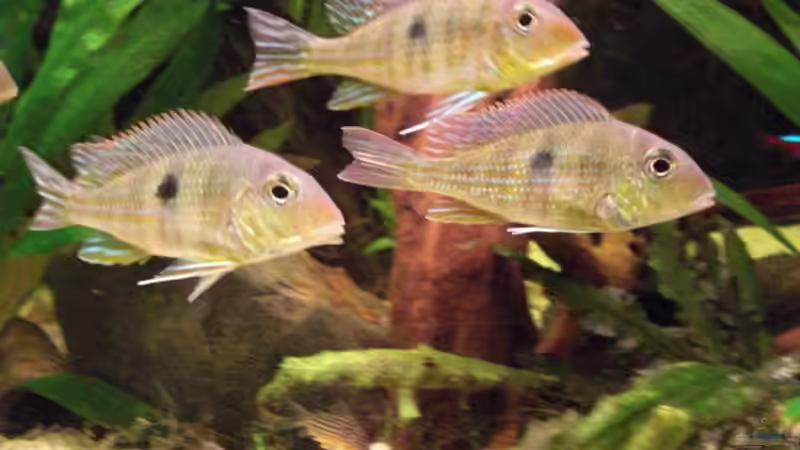 Besatz im Aquarium 360L - Altums (nur noch als Beispiel) von Amazonasbecken.eu (20)