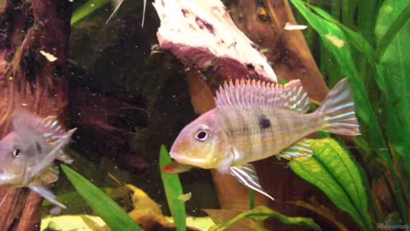 Besatz im Aquarium 360L - Altums (nur noch als Beispiel) von Amazonasbecken.eu (21)