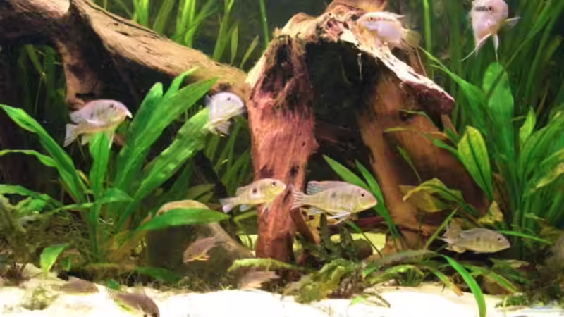 Besatz im Aquarium 360L - Altums (nur noch als Beispiel) von Amazonasbecken.eu (22)